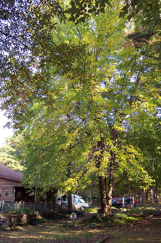 bigtree.jpg