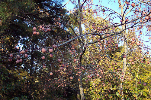 fruittree.jpg